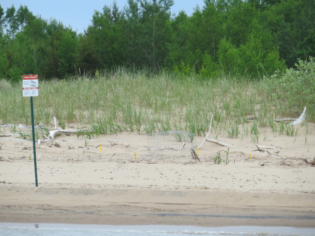 Piping Plover