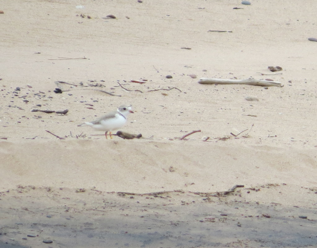 Piping Plover female