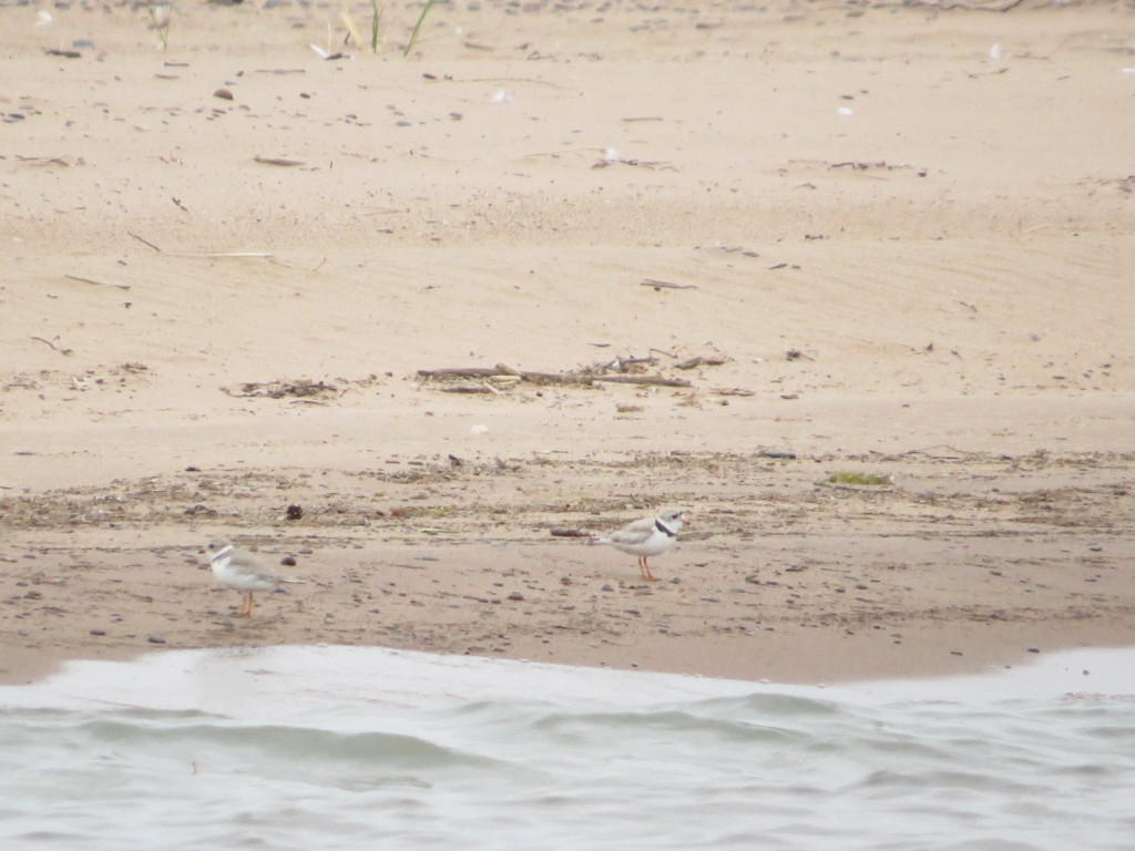 Piping Plover