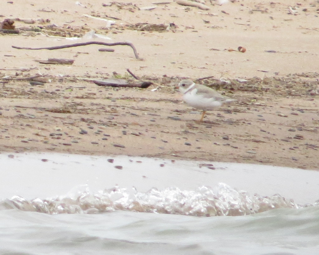 Piping Plover female