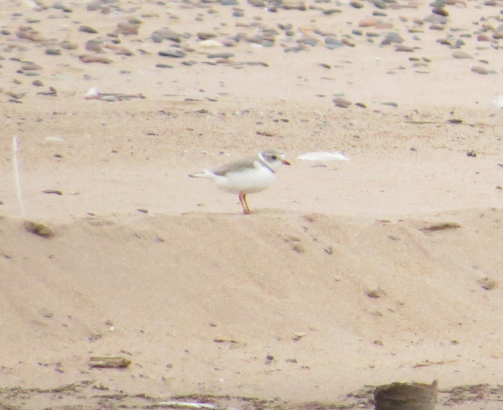 Piping Plover female