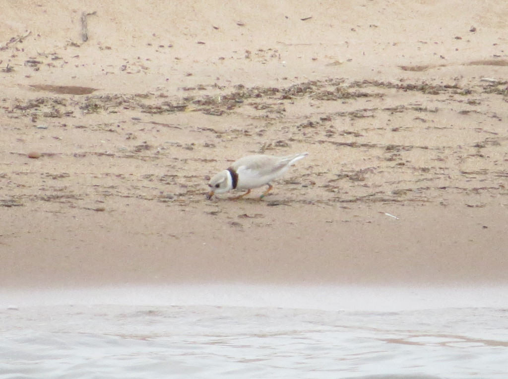 Piping Plover male