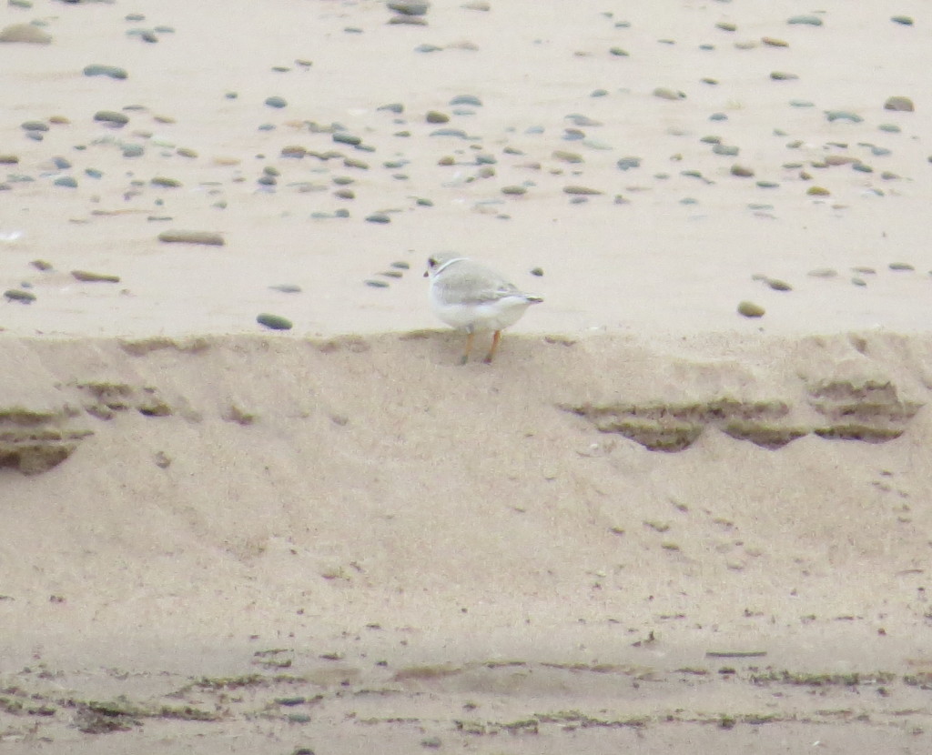 Piping Plover male