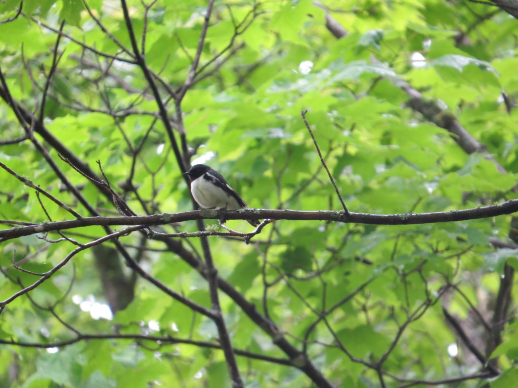 Black-throated Blue Warbler