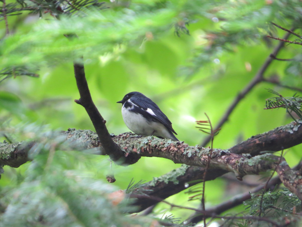 Black-throated Blue Warbler