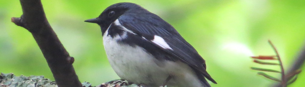 Black-throated Blue Warbler