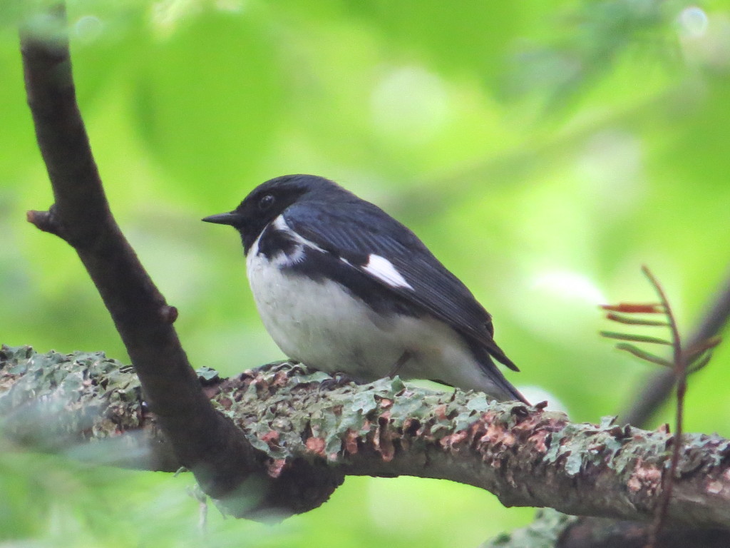 Black-throated Blue Warbler