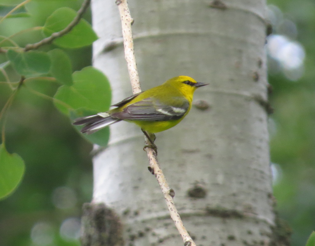 Blue-winged Warbler