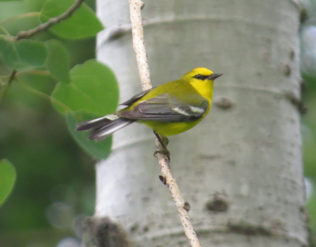 Blue-winged Warbler