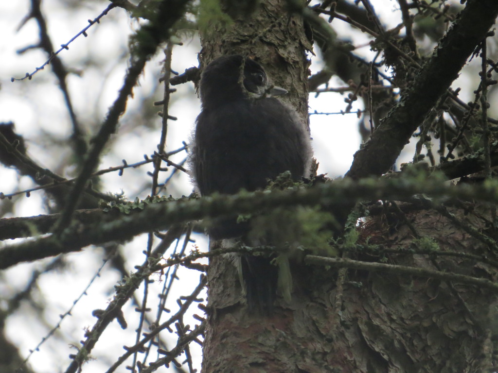 Baby Black-backed Woodpecker