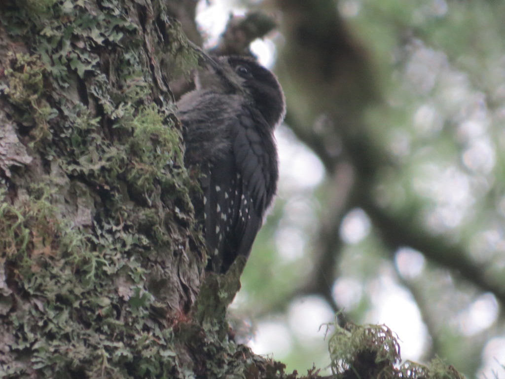 Black-backed Woodpecker