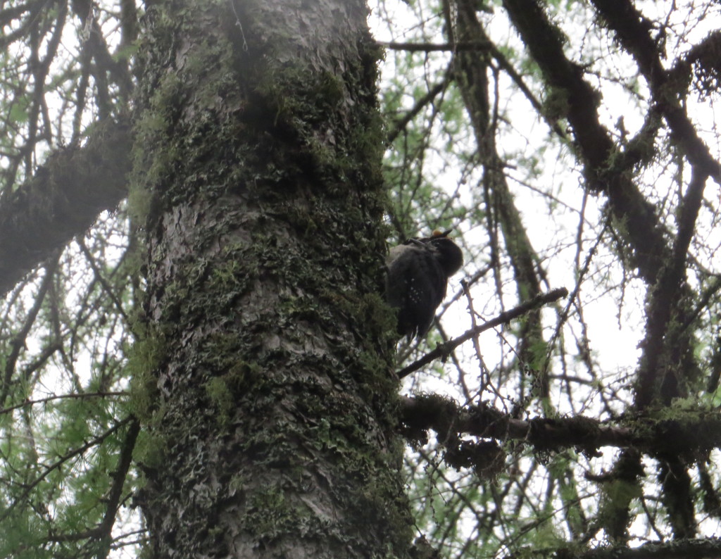 Black-backed Woodpecker