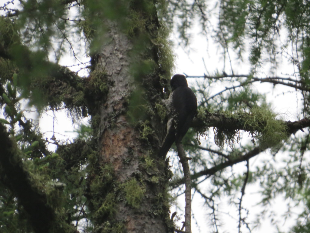 Black-backed Woodpecker