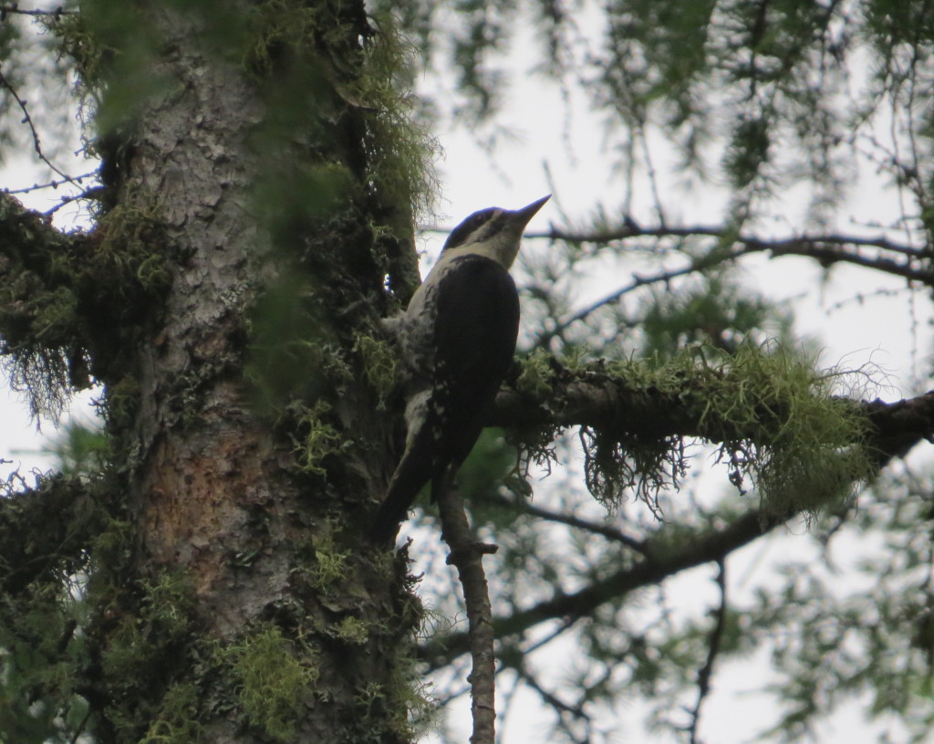 Black-backed Woodpecker