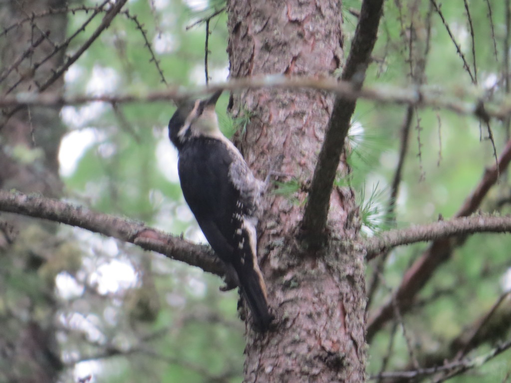 Black-backed Woodpecker