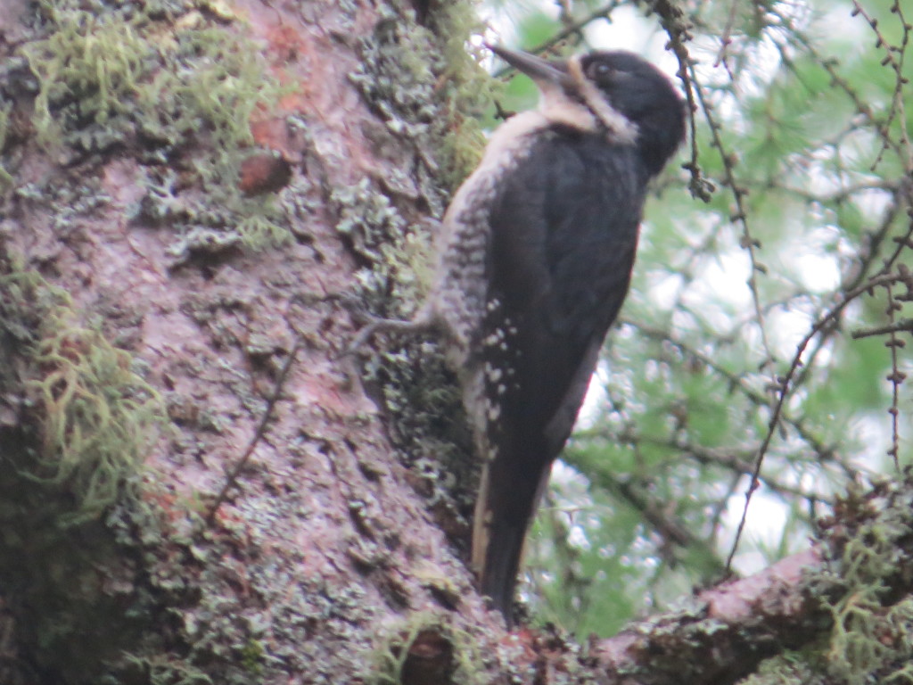 Black-backed Woodpecker