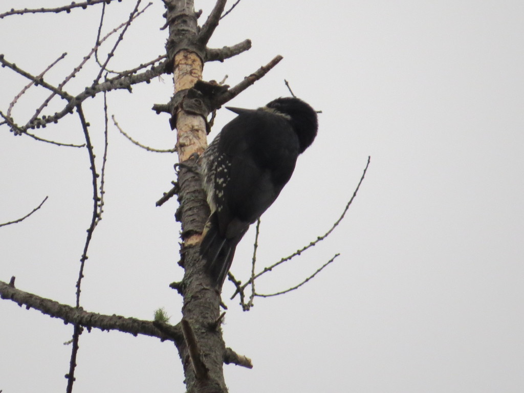 Black-backed Woodpecker