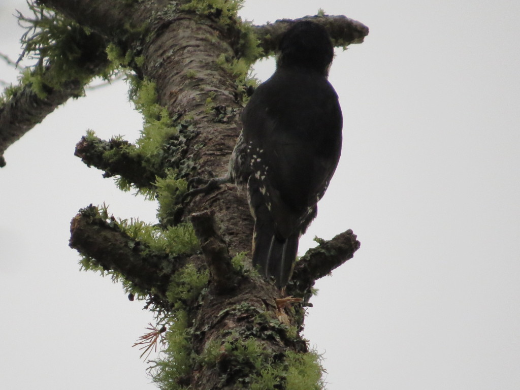 Black-backed Woodpecker