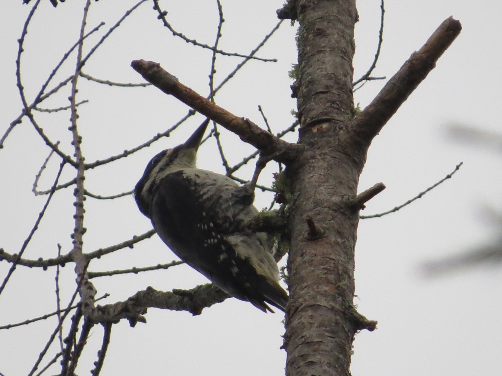 Black-backed Woodpecker