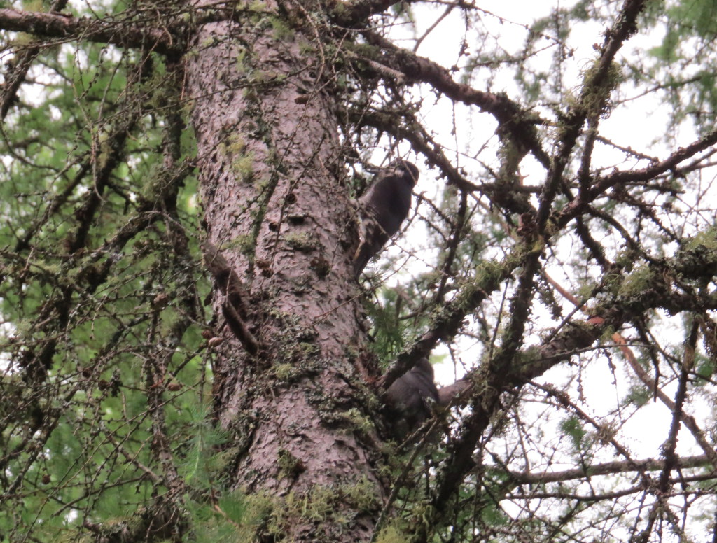 Black-backed Woodpecker