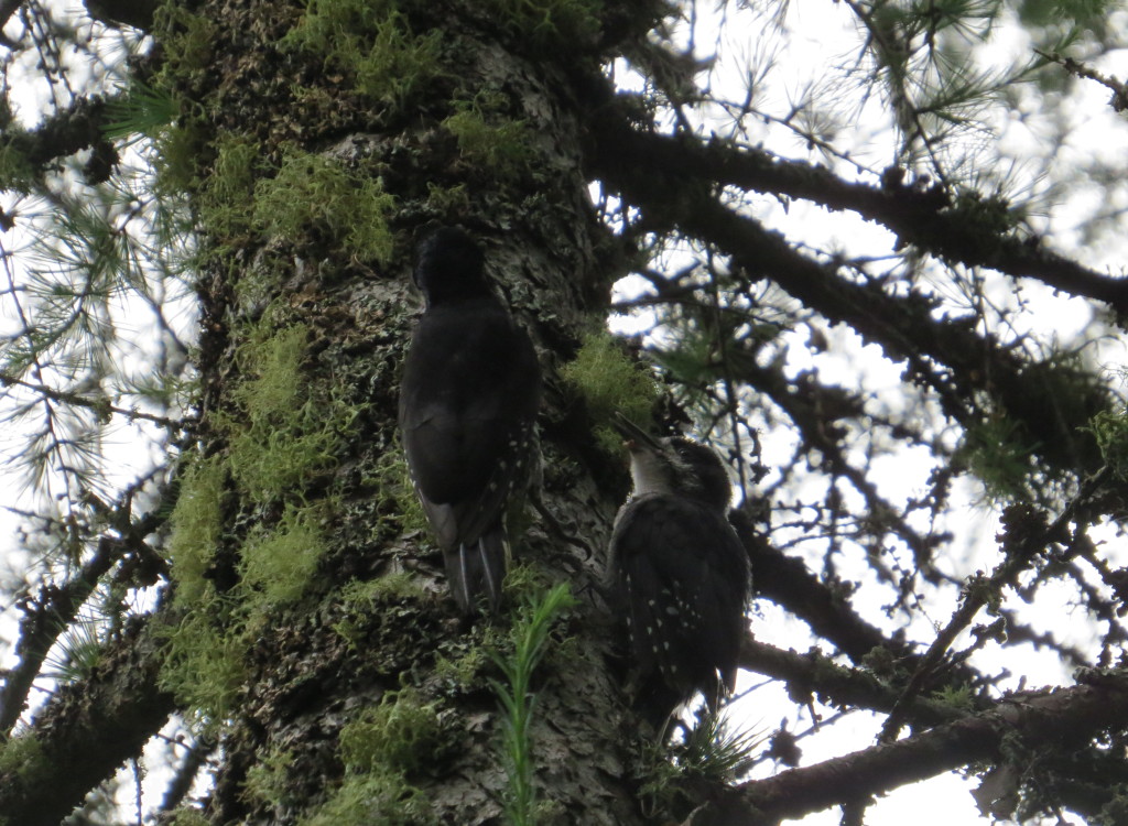 Black-backed Woodpecker