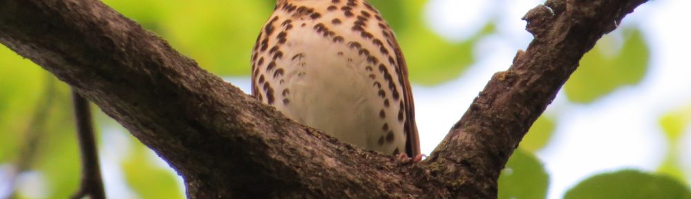 Wood Thrush