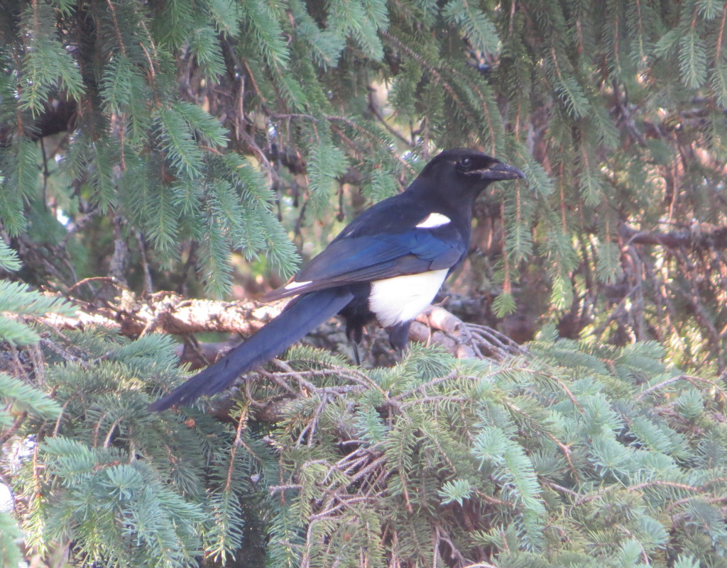 Black-billed Magpie