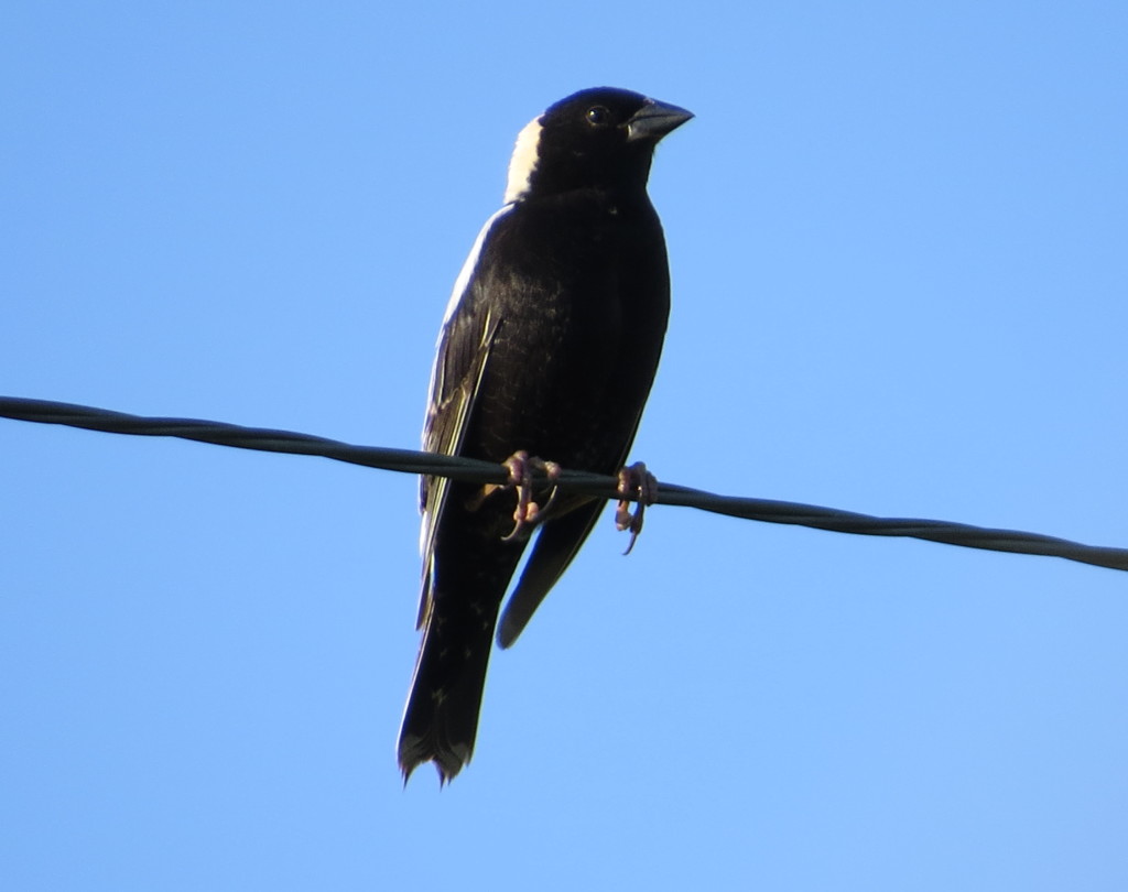 Bobolink