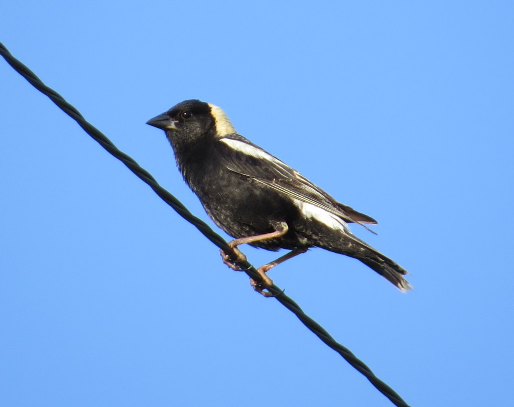 Bobolink