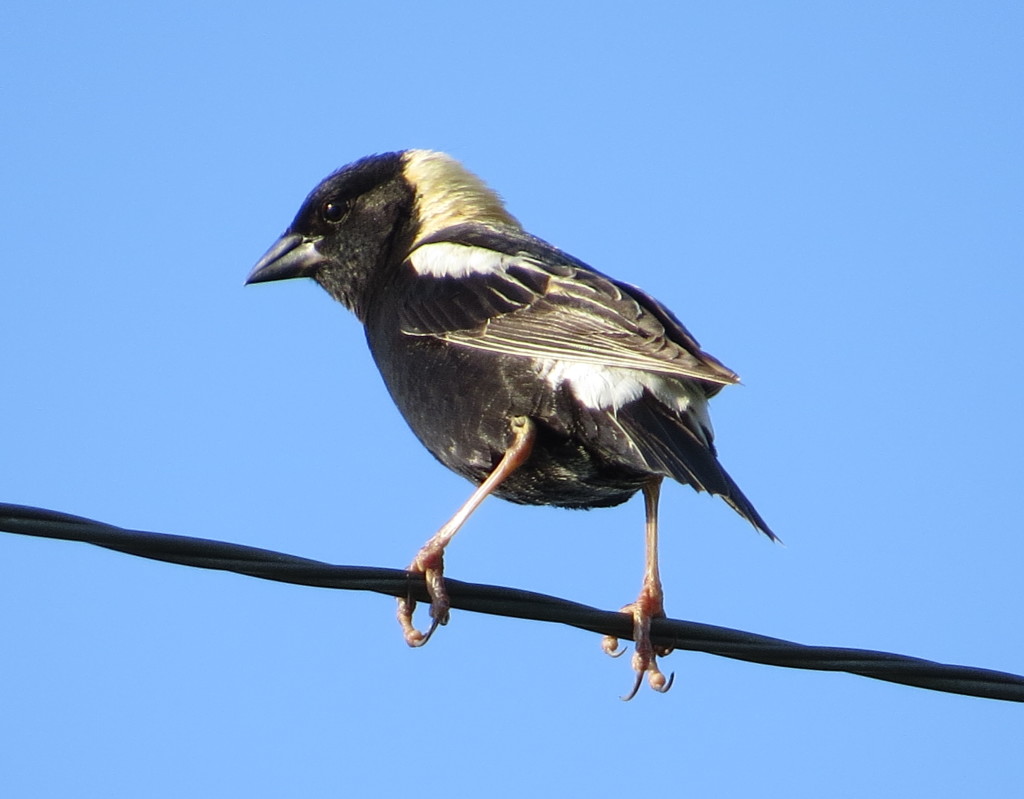 Bobolink