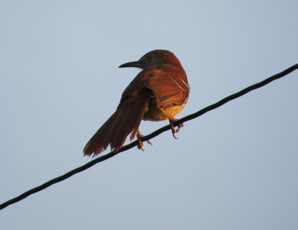 Brown Thrasher