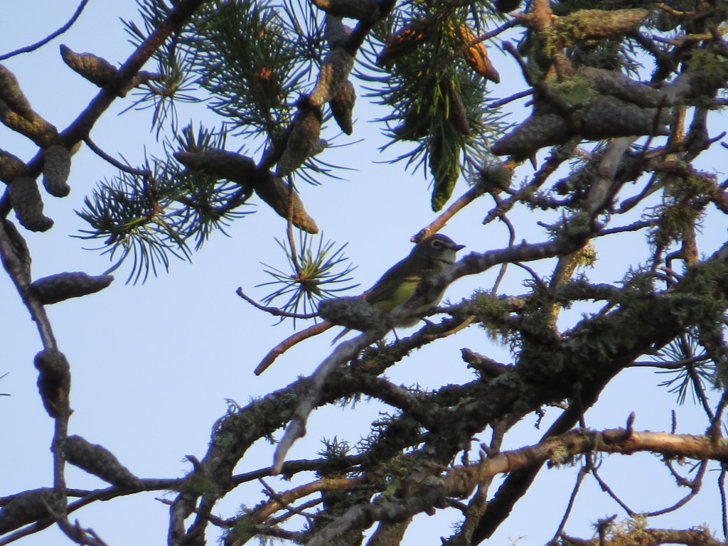 Blue-headed Vireo