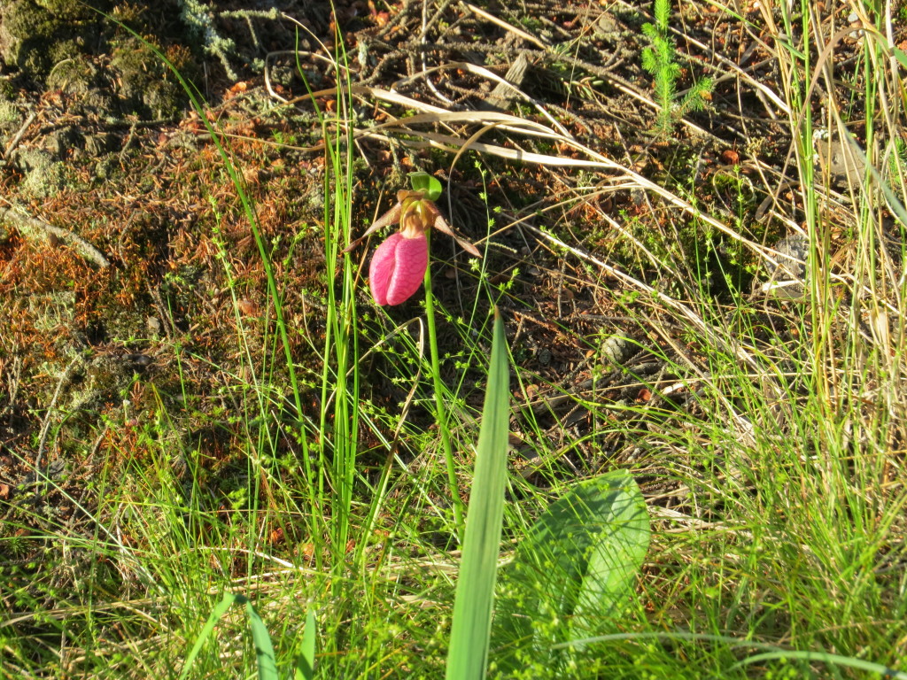 Pink Lady Slipper