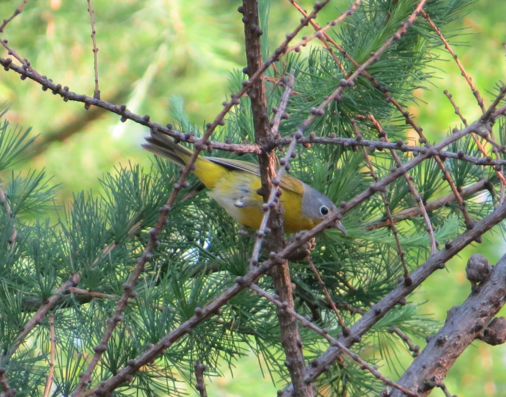 Nashville Warbler