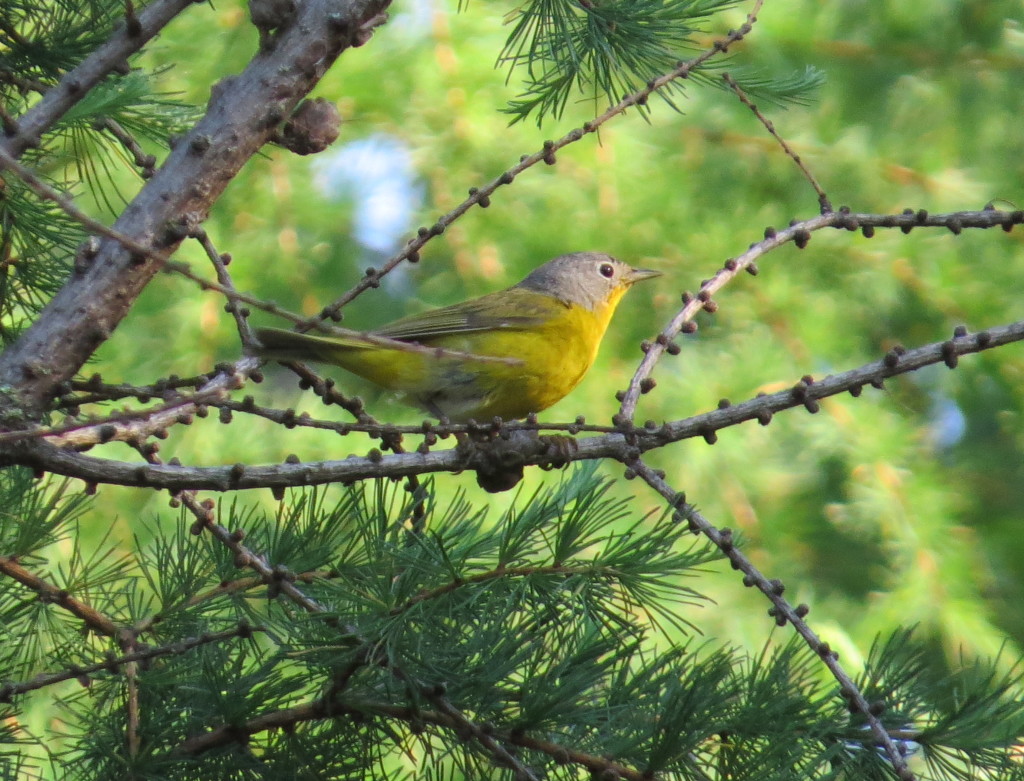 Nashville Warbler