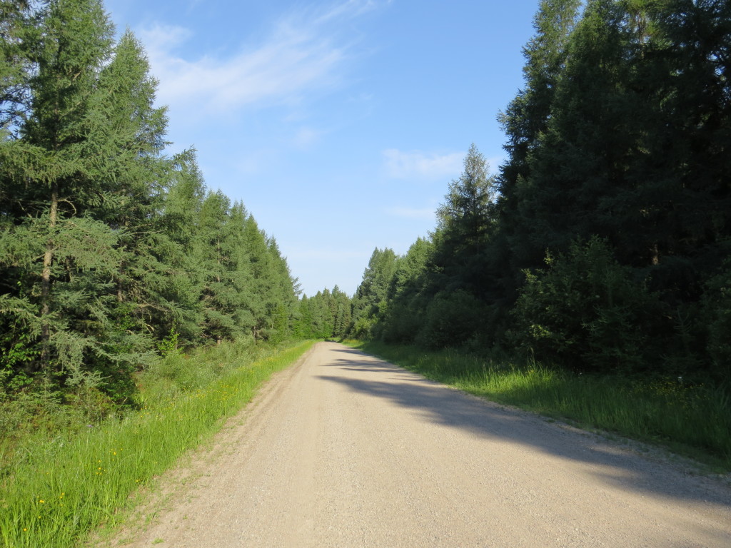 Tamarack Bog