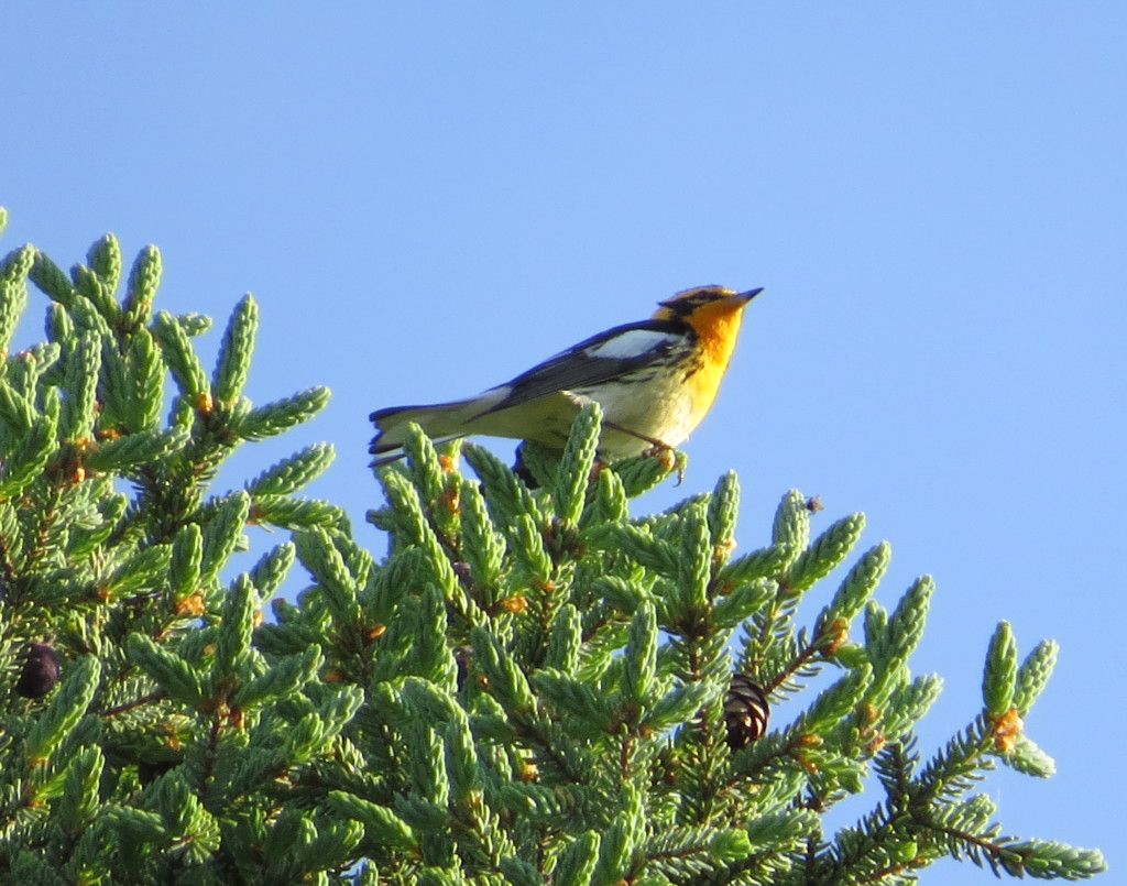 Blackburnian Warbler