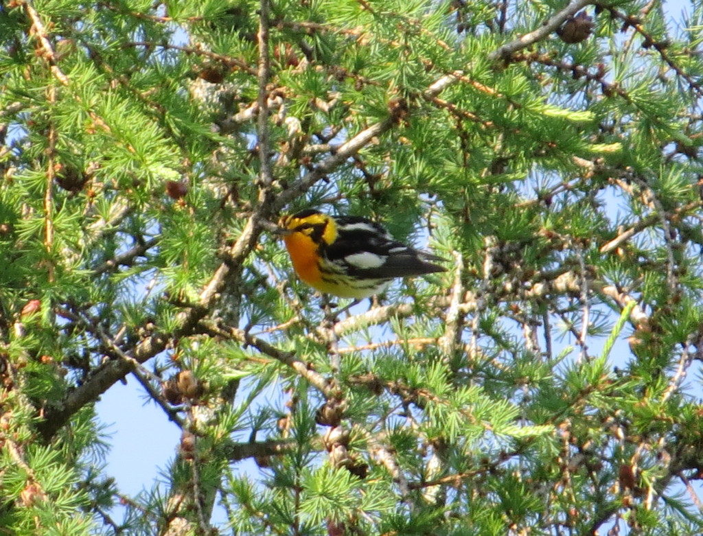 Blackburnian Warbler