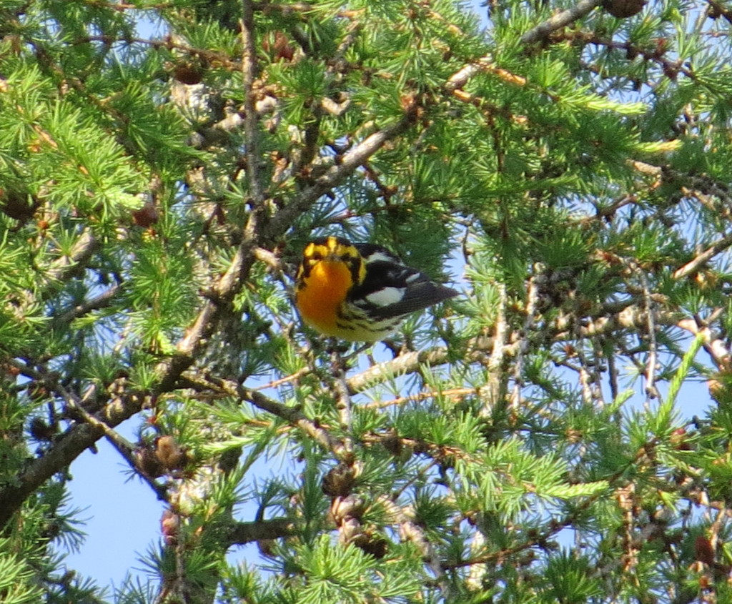 Blackburnian Warbler