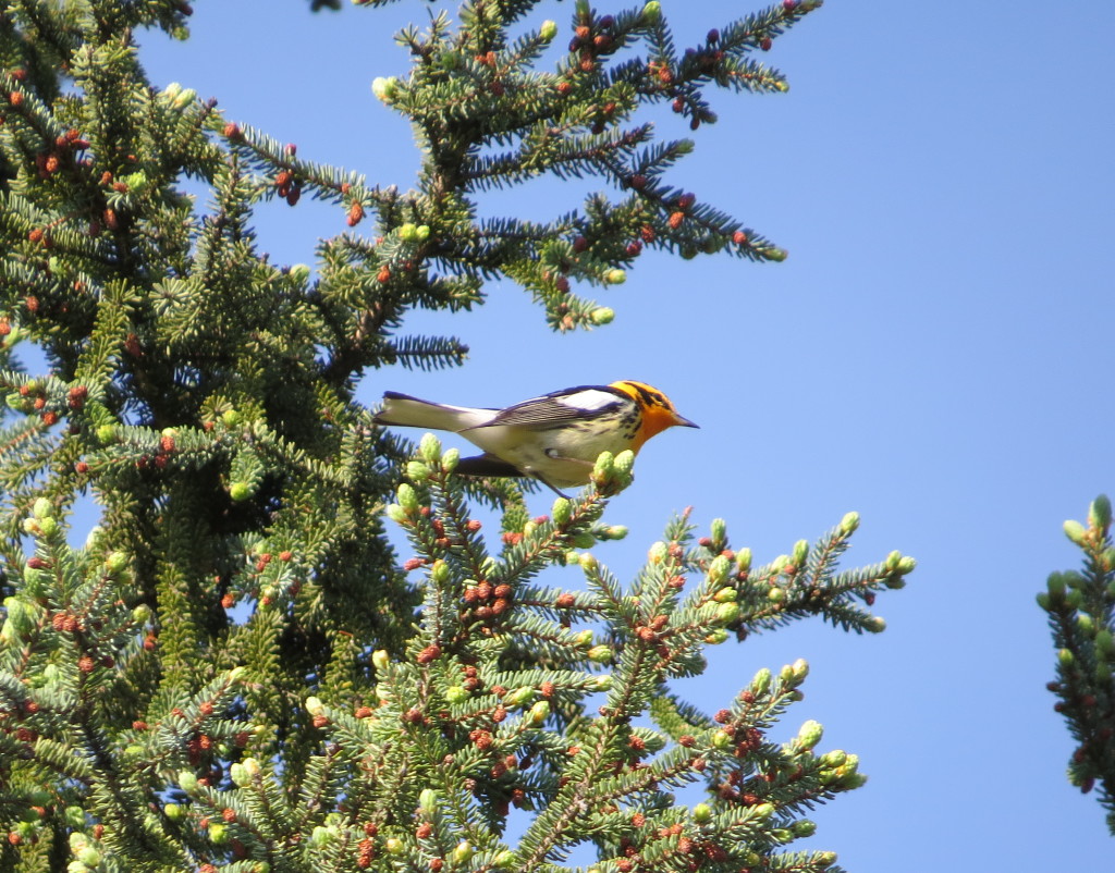 Blackburnian Warbler