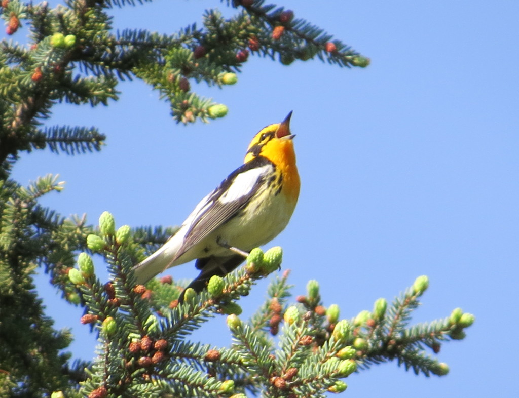 Blackburnian Warbler