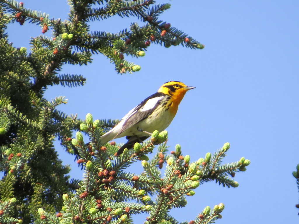 Blackburnian Warbler