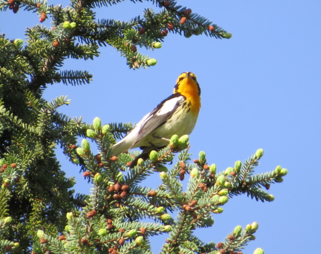 Blackburnian Warbler