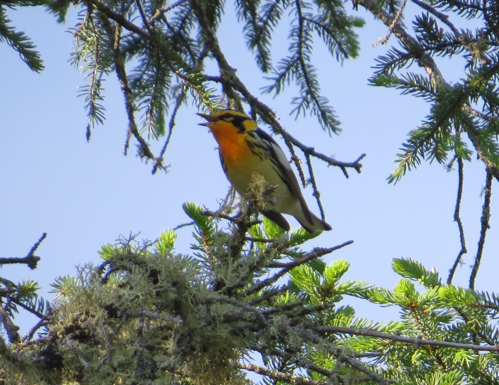 Blackburnian Warbler