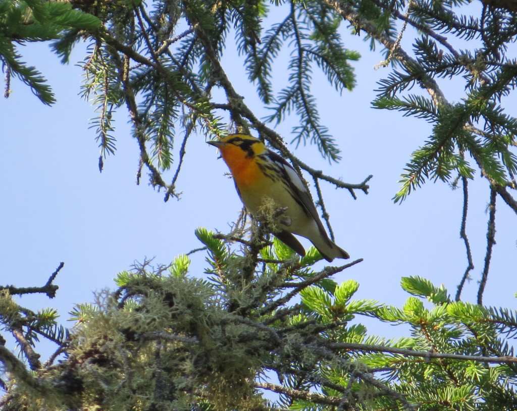 Blackburnian Warbler