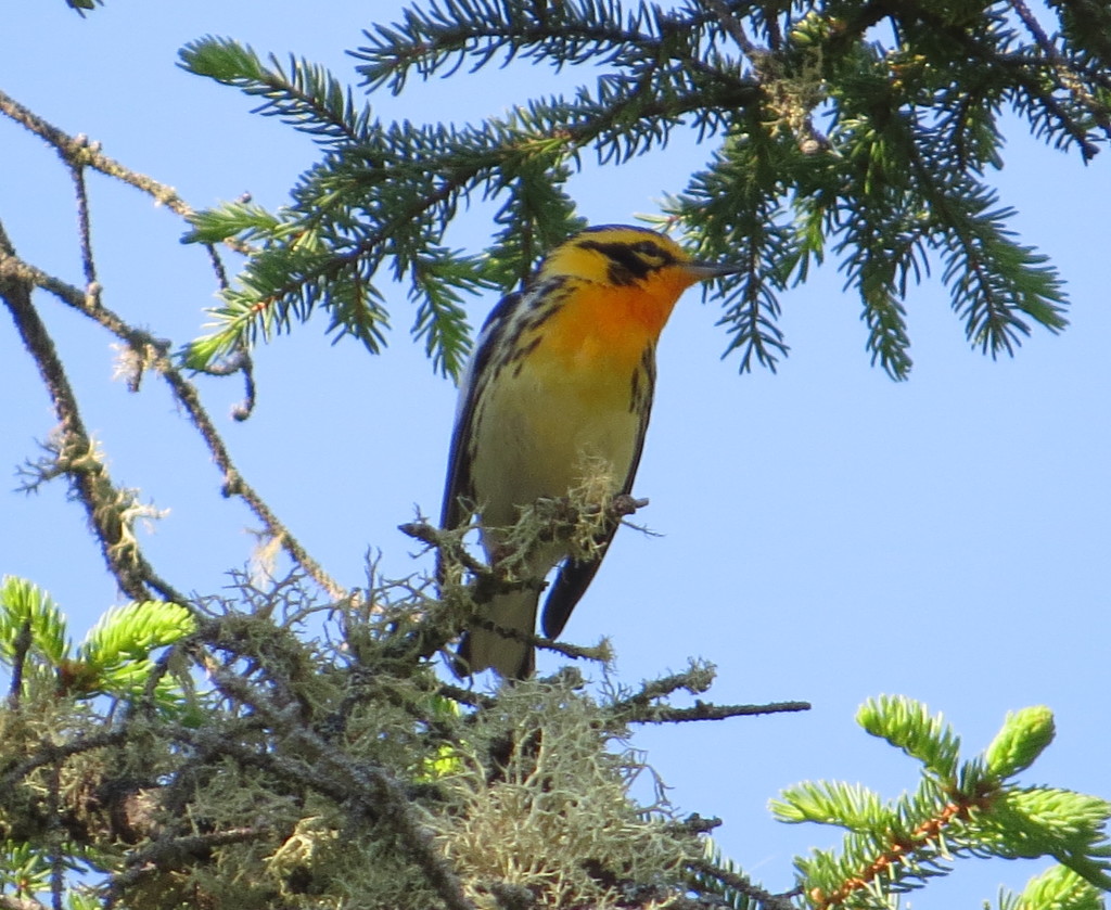 Blackburnian Warbler