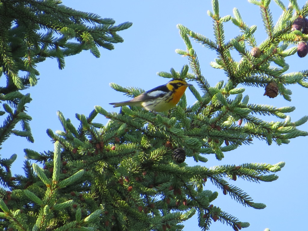 Blackburnian Warbler