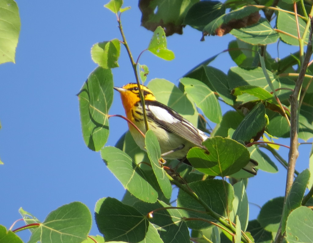 Blackburnian Warbler