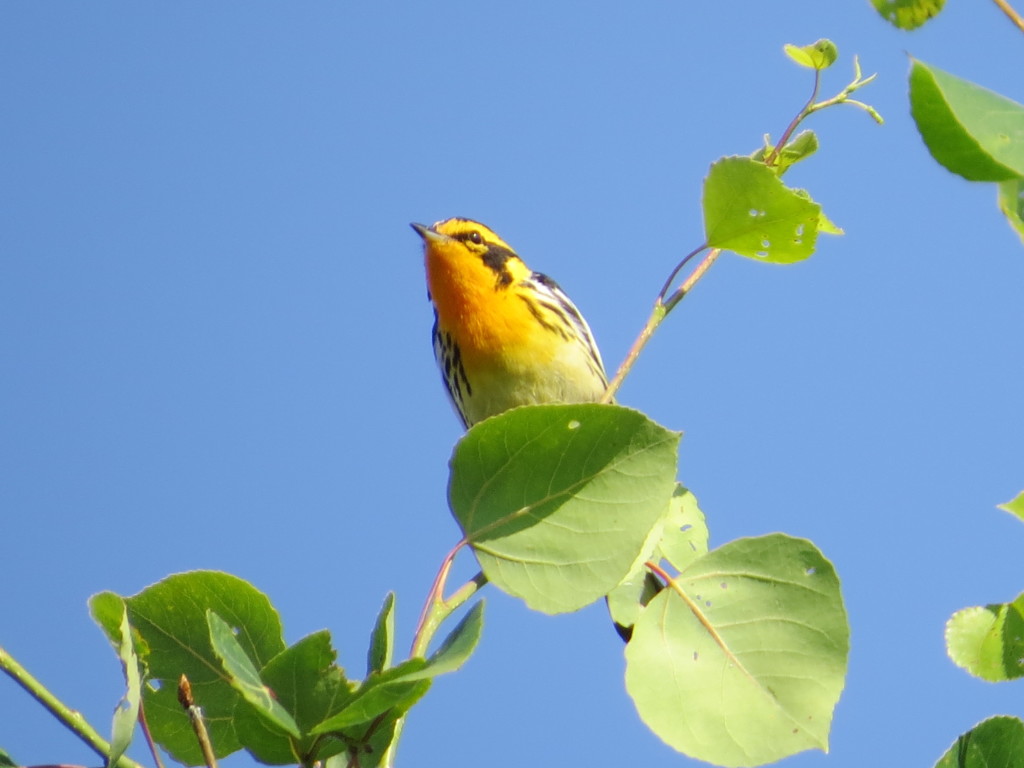 Blackburnian Warbler