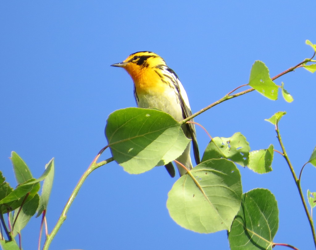 Blackburnian Warbler